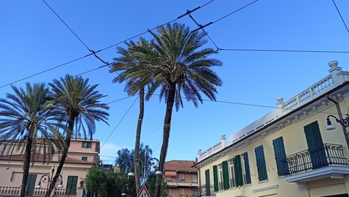 Bordighera, piantate le palme da dattero sul lungomare Argentina