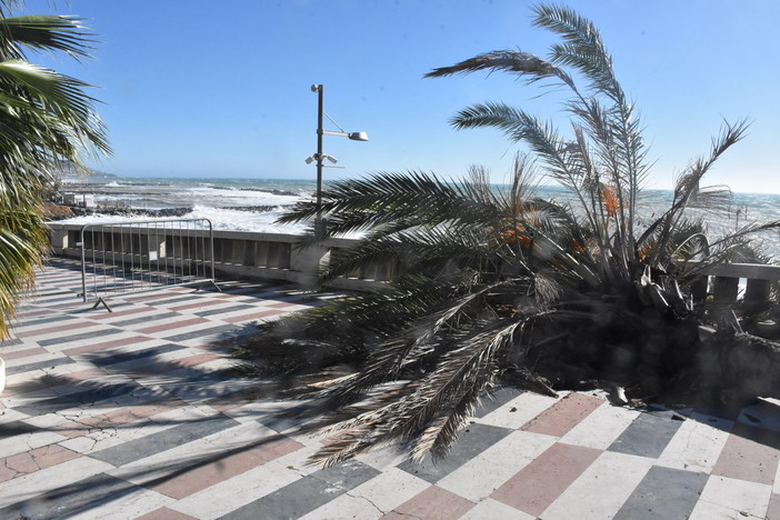 Sanremo: grossa palma di corso Imperatrice si abbatte sulla passeggiata a mare (Foto)