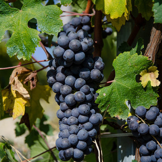 Produttori in Clavesana: la vendemmia entra nel vivo, iniziata la raccolta del Dolcetto