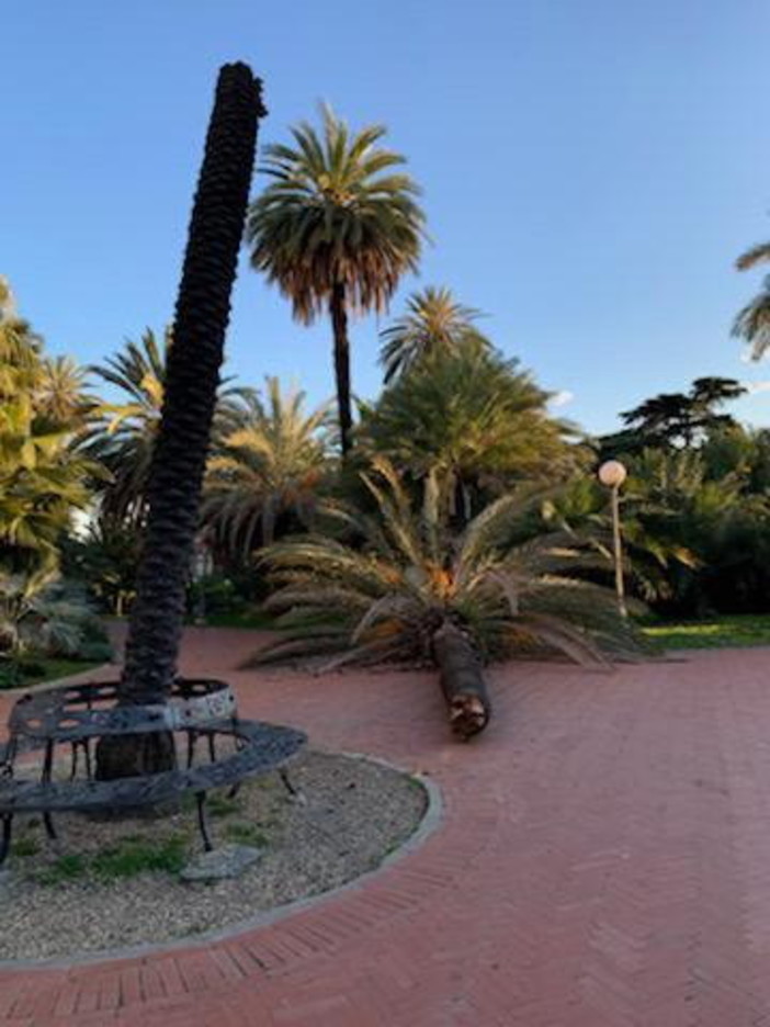 Sanremo: palma spezzata dalla forza del vento oggi pomeriggio ai giardini di Villa Ormond (Foto)