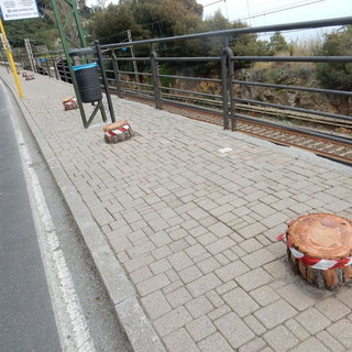 Bordighera: tagliati i pini nella zona di Arziglia, intervento su richiesta di Rete Ferroviaria Italiana (Foto)