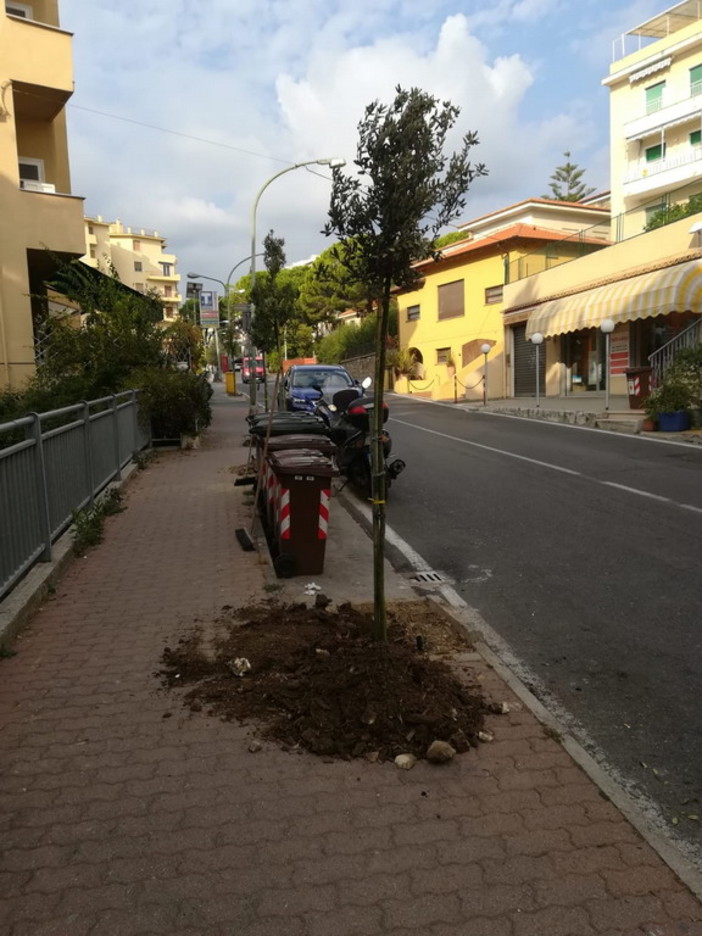 Sanremo: al via i lavori di piantumazione dei nuovi Lecci in via Padre Semeria, altri interventi in tutta la città (Foto)