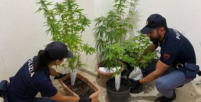 Imperia: coltivavano marijuana nel giardino di casa, intera famiglia denunciata dalla Polizia