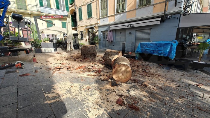 Sanremo: palma 'malata' a rischio caduta in piazza Bresca, questa mattina è stata abbattuta ma sarà sostituita (Foto)