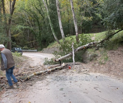 Sanremo: grosso pioppo sfiora uno scooter nell'entroterra, strada chiusa solo alcuni minuti (Foto)