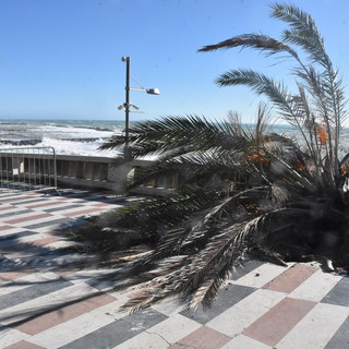 Sanremo: grossa palma di corso Imperatrice si abbatte sulla passeggiata a mare (Foto)