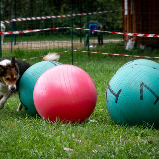 Cani a Petsfestival 2022, per divertirsi insieme