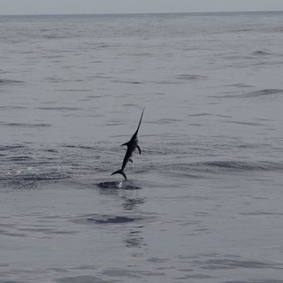 Un pesce spada schizza fuori dall'acqua durante una visita al Santuario dei Cetacei' (Foto)