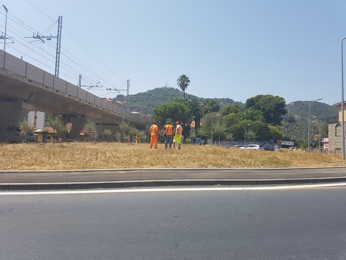 Imperia: gli ulivi estirpati dalla rotonda di Castelvecchio saranno posizionati nei pressi del parcheggio di Gorleri