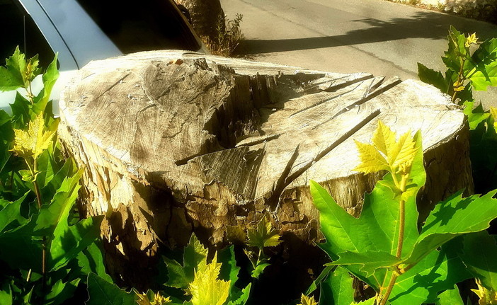 Pieve di Teco: emergenza idrica e cura della vegetazione urbana, alcune riflessioni di Alberto Gabrielli