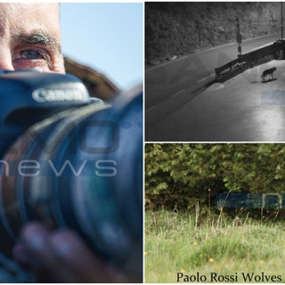 Un lupo a Badalucco? Ne parliamo con Paolo Rossi Wolves Photographer &quot;Non è insolito, bisogna essere rispettosi&quot;