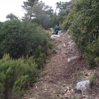 Perinaldo: importante lavoro di pulizia dei sentieri per gli escursionisti grazie a un finanziamento del comune (Foto)