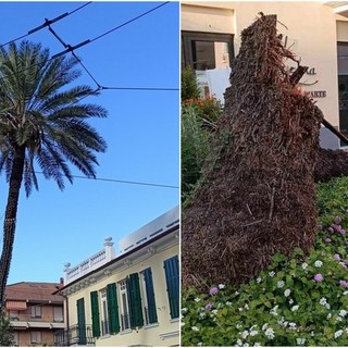 Bordighera, palma crolla in strada: paura tra i passanti (Foto)