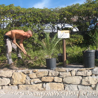 Bordighera: piantate ieri 20 palme coltivate nel vivaio della 'Cumpagnia da Parmura' (Foto)