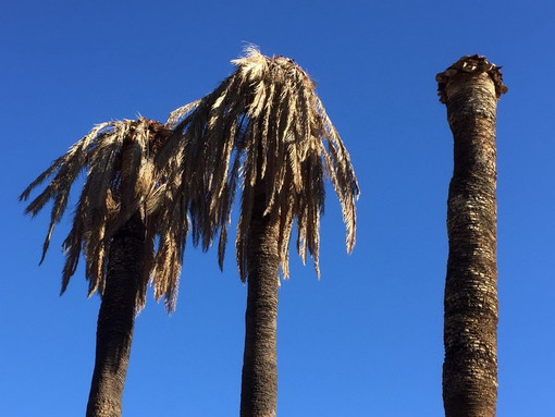 Arma di Taggia: palme malate anche in via Blengino ed alcune piante sono state tagliate (Foto)