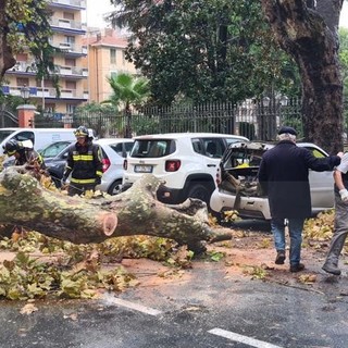 Ventimiglia: crolla sotto la forza del vento un platano in via Veneto, distrutta una Smart (Foto)