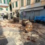 Sanremo: palma 'malata' a rischio caduta in piazza Bresca, questa mattina è stata abbattuta ma sarà sostituita (Foto)