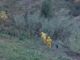 Nido di vespe velutine a San Biagio, Ponente emergenza protezione civile in azione (Foto e video)