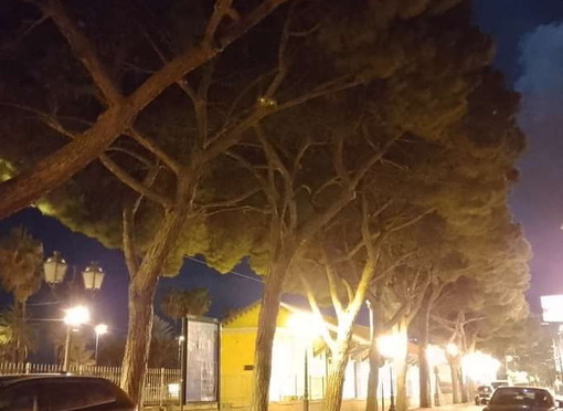 Sanremo: intervento ai pini di via Bixio vicino all'ex stazione, il Comitato Pat scrive al Comune