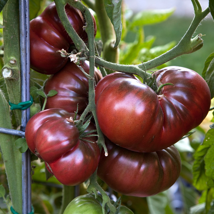 Seborga: il 16 agosto alle 20 al ristorante 'Marcellino's' la presentazione del 'Pomodoro nero'