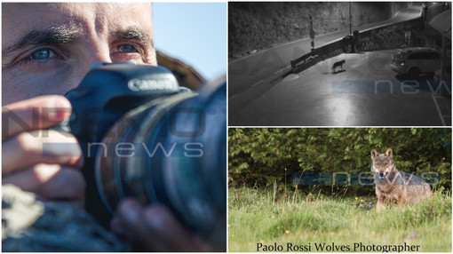 Un lupo a Badalucco? Ne parliamo con Paolo Rossi Wolves Photographer &quot;Non è insolito, bisogna essere rispettosi&quot;