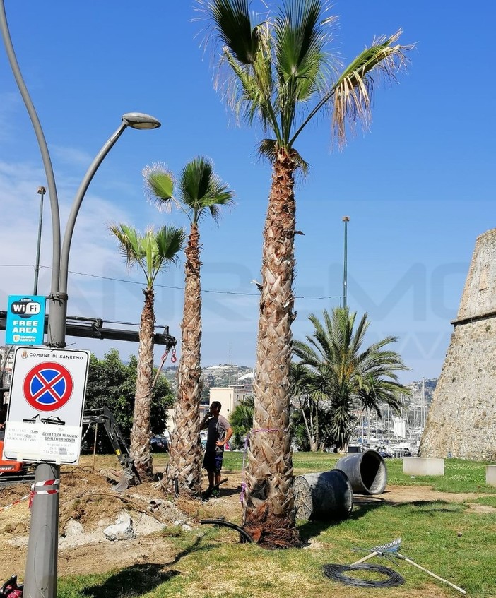 Sanremo: tante polemiche nei giorni scorsi, già piantate le 8 palme di fronte a Santa Tecla (Foto)