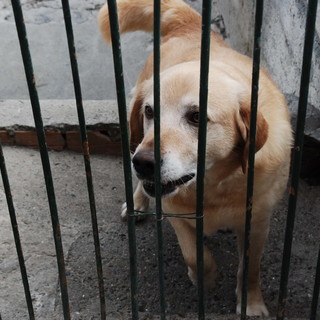 Ventimiglia: proposta della Lega del Cane per proseguire la gestione del canile fino al 31 dicembre