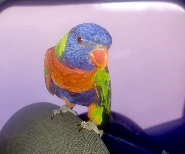 Costarainera: i Rangers d'Italia trovano un pappagallino, ricerca dei proprietari (Foto)