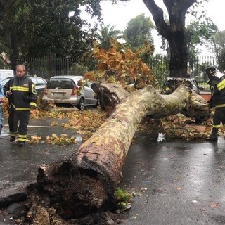 Allerta Rossa e maltempo: perturbazione in ritardo, cadono alberi a Ventimiglia e Pigna (Foto e Video)