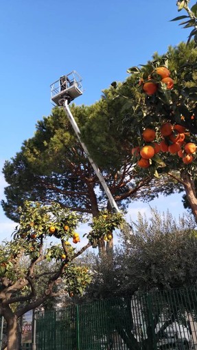 Camporosso, Gibelli: &quot;Iniziato trattamento per eliminare i nidi di processionaria sui pini&quot; (Foto)