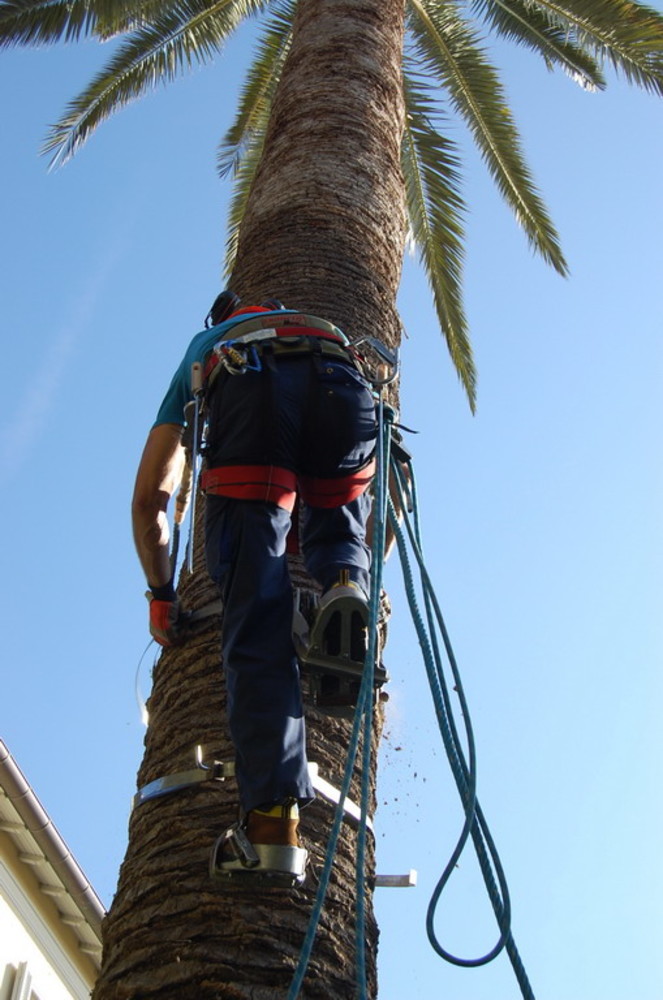 Sanremo: piante e giardini in città, un nostro lettore &quot;Perchè solo palme?&quot;