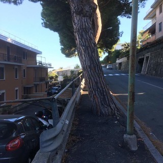 Sanremo: undici pini marittimi di via Padre Semeria rischiano di cadere, ordinanza per il loro abbattimento