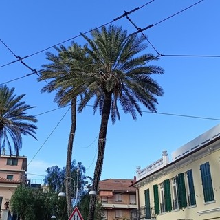 Bordighera, piantate le palme da dattero sul lungomare Argentina