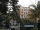 Sanremo: pino a rischio crollo al Parco delle Carmelitane, oggi sarà abbattuto dal Comune