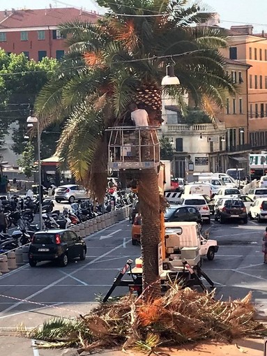 Sanremo: dopo piazza Bresca e Morgana ecco la potatura delle palme in piazza Eroi Sanremesi (Foto)