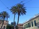 Bordighera, piantate le palme da dattero sul lungomare Argentina