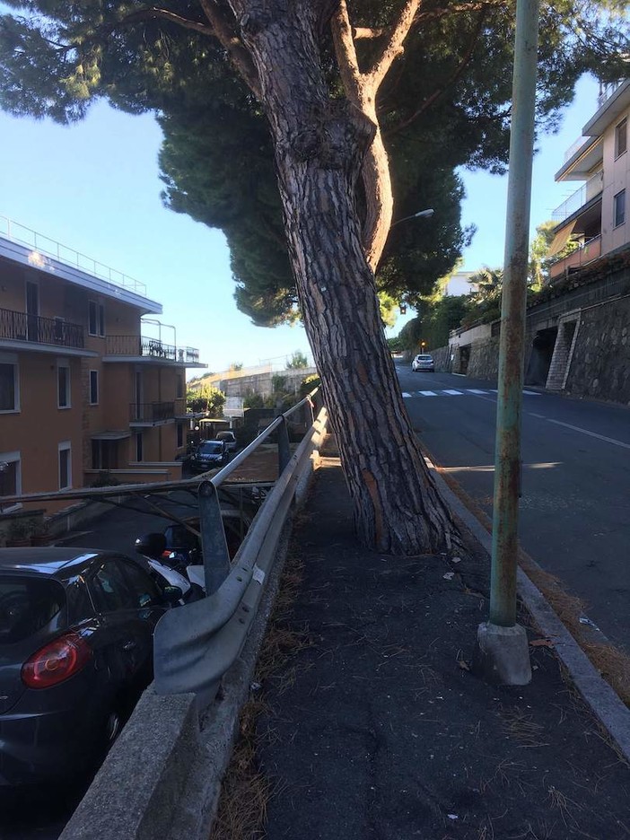 Sanremo: undici pini marittimi di via Padre Semeria rischiano di cadere, ordinanza per il loro abbattimento