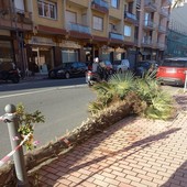 Vallecrosia, palma si spezza e cade sulla strada