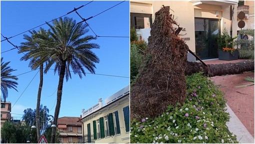 Bordighera, palma crolla in strada: paura tra i passanti (Foto)