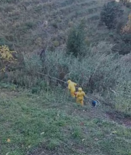 Nido di vespe velutine a San Biagio, Ponente emergenza protezione civile in azione (Foto e video)