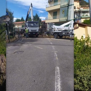 Vallecrosia, al via i lavori per l'abbattimento di un pino: scatta divieto di transito e di sosta in via I Maggio (Foto)