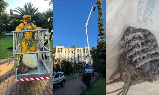 Nido di vespe velutine, Protezione civile di Vallecrosia in azione a Bordighera (Foto)