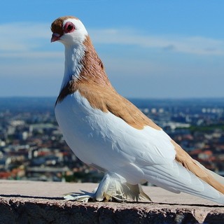 Guarda in cielo, vola alto!