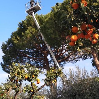 Camporosso, Gibelli: &quot;Iniziato trattamento per eliminare i nidi di processionaria sui pini&quot; (Foto)