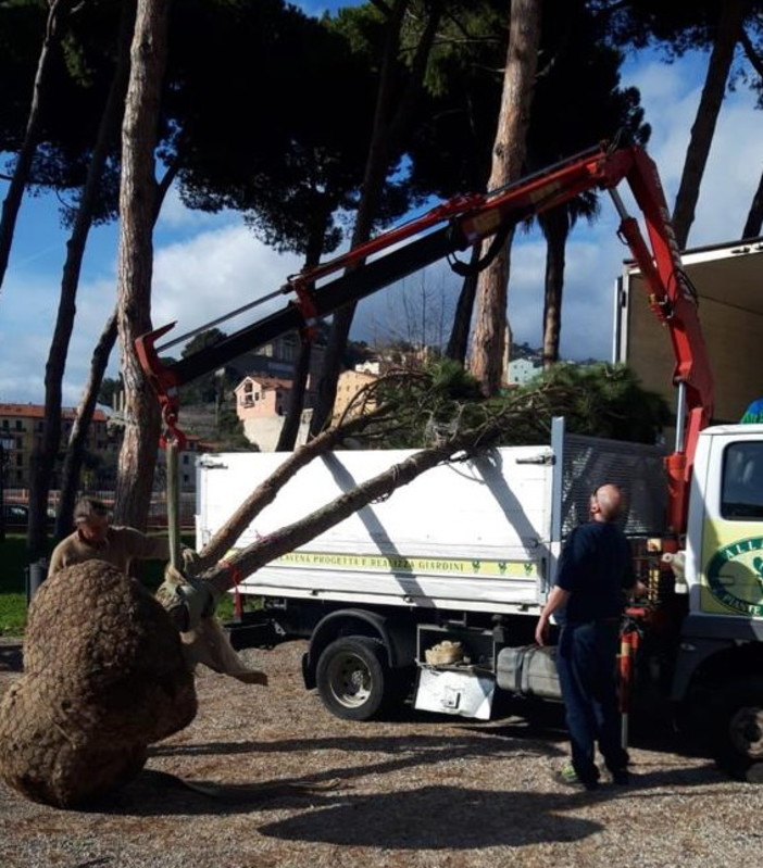 Ventimiglia: il Sindaco Gaetano Scullino è certo &quot;La pineta dei 'Tommaso Reggio' deve tornare (Foto)