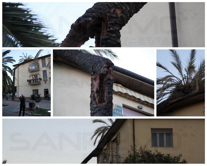 Arma di Taggia: con il forte vento si spezza una palma che finisce sul tetto di un palazzo (Foto)