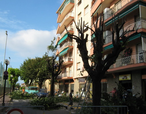 Vallecrosia: potatura Tigli in via Don Bosco, la protesta dell'opposizione