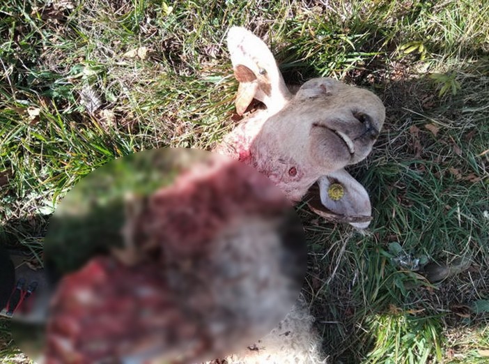 Dolceacqua: due pecore sbranate dai lupi in un terreno molto vicino al centro della cittadina