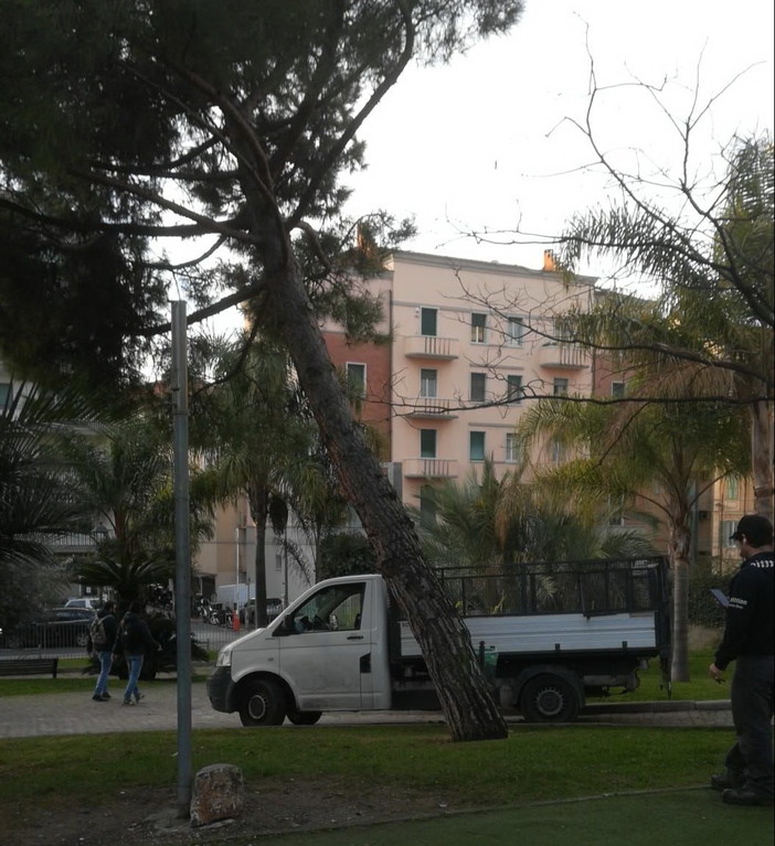 Sanremo: pino a rischio crollo al Parco delle Carmelitane, oggi sarà abbattuto dal Comune
