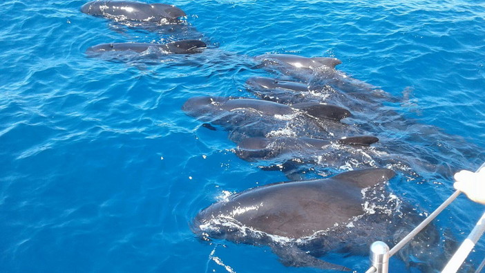 Grande successo per il Santuario Pelagos: è il ‘Luogo del cuore’ più votato della provincia